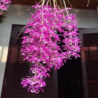 Hoa phong lan hoàng thảo kèn