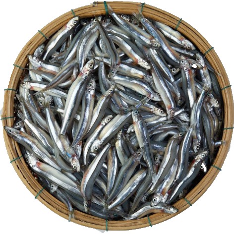Cá cơm săn túi 1kg