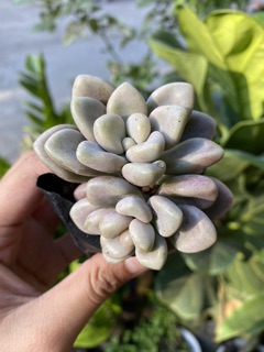 SEN ĐÁ KIM TUYẾN TRẮNG LÁ MẬP 4-6cm