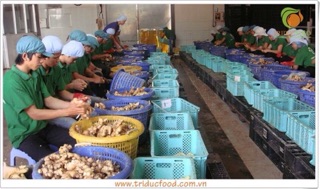 MỨT THẬP CẨM NGŨ VỊ