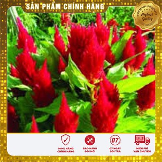 Hạt giống hoa mào gà lửa đỏ (100 hạt)