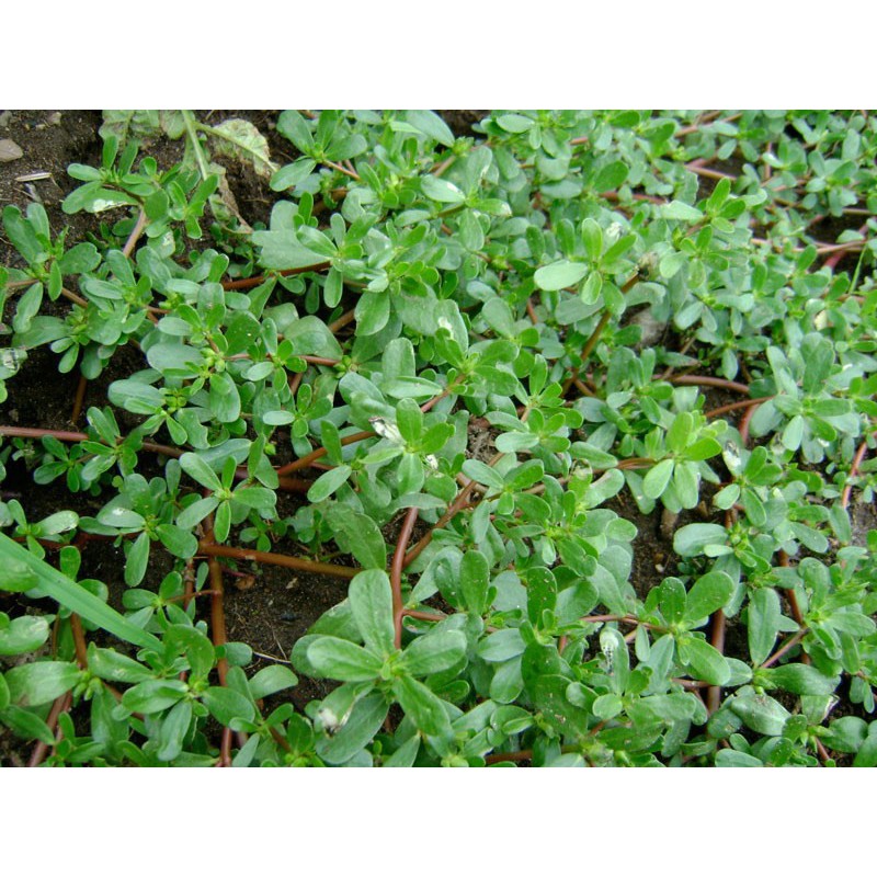 HẠT GIỐNG RAU SAM, RAU SAM, SAM ĐẤT - GÓI 2 GRAM