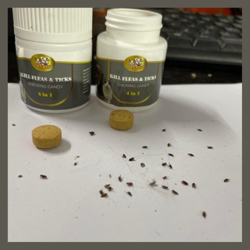 TRỊ VE RẬN CHO CHÓ MÈO