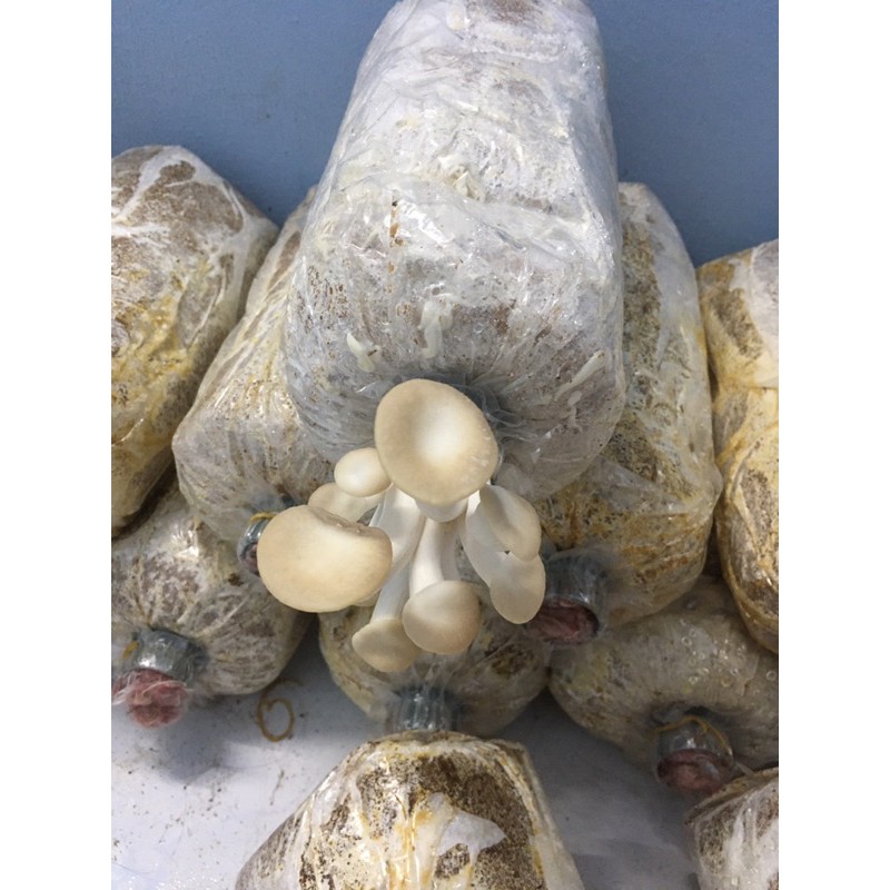 Combo 10 Phôi Nấm Bào Ngư Xám