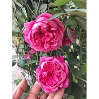 Hoa hồng cổ sapa đang mầm non -tặng phân bón