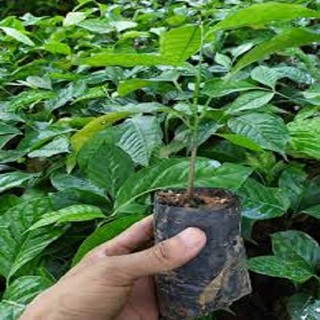 CÂY RAU HÚNG VỊT