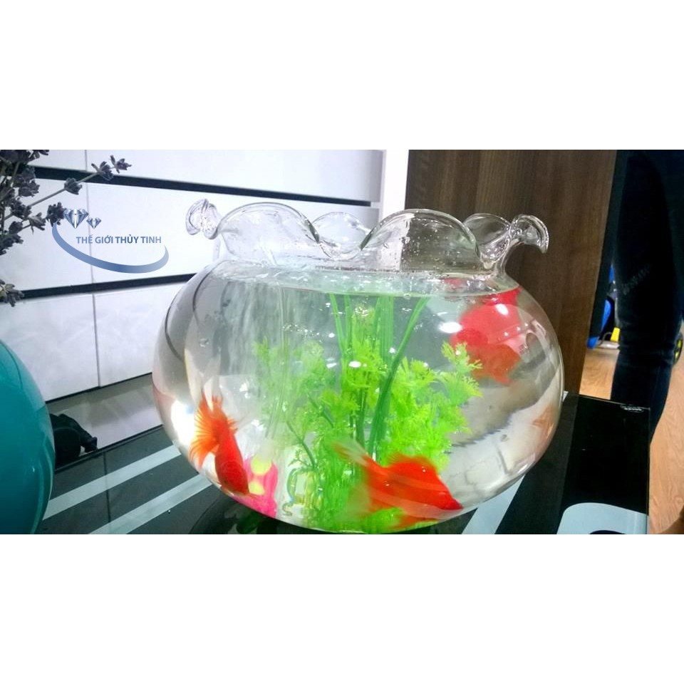 BỂ CÁ THỦY TINH HỒ CÁ CHẬU CÂU MIỆNG BÈO D24CM x 21CM B2