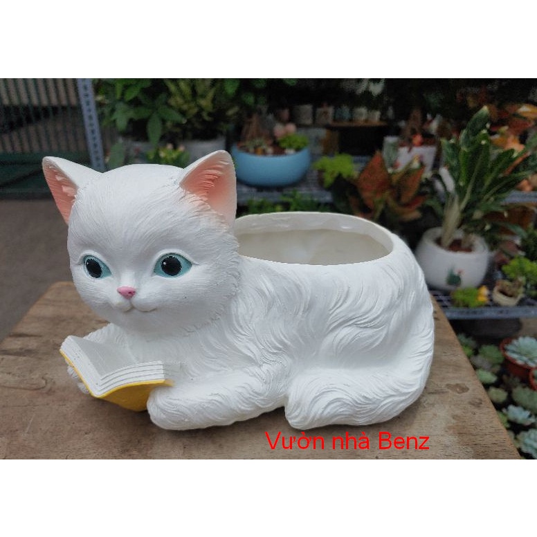 Chậu mèo lớn đọc sách, mèo đang ngủ siêu đáng yêu + quà tặng
