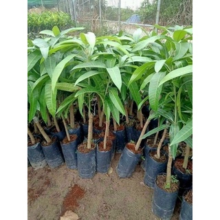 cây giống Xoài Úc