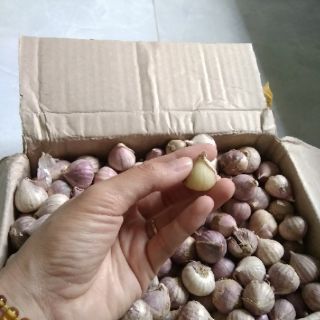 Tỏi cô đơn Hà Tĩnh