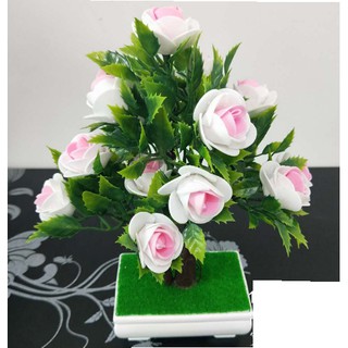 Chậu hoa hồng trang trí tết