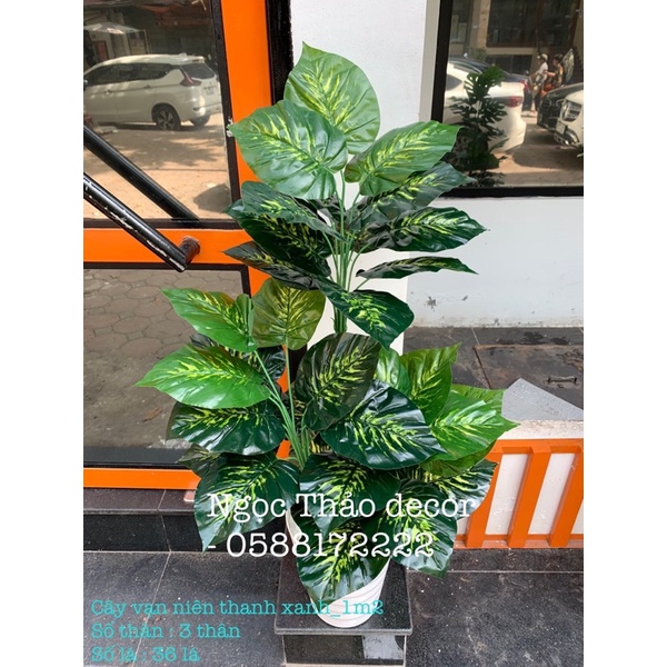 Cây vạn niên thanh xanh giả 1m2 - cây giả trang trí