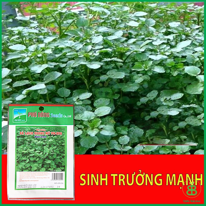 Hạt Giống Xà Lách Xoong Mỹ 1Gr Chất Lượng Cao