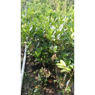 GIỐNG MÍT SƠ ĐỎ RUỘT ĐỎ MALAYSIA (CÂY CAO 1M-1.2M)