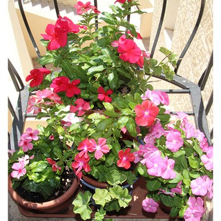 Hạt giống hoa DỪA CẠN (Vinca Mix) nhiều màu