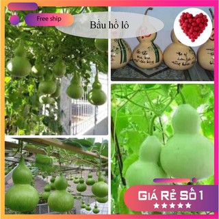 HẠT GIỐNG BẦU HỒ LÔ (10 HẠT) LUCKY.VN