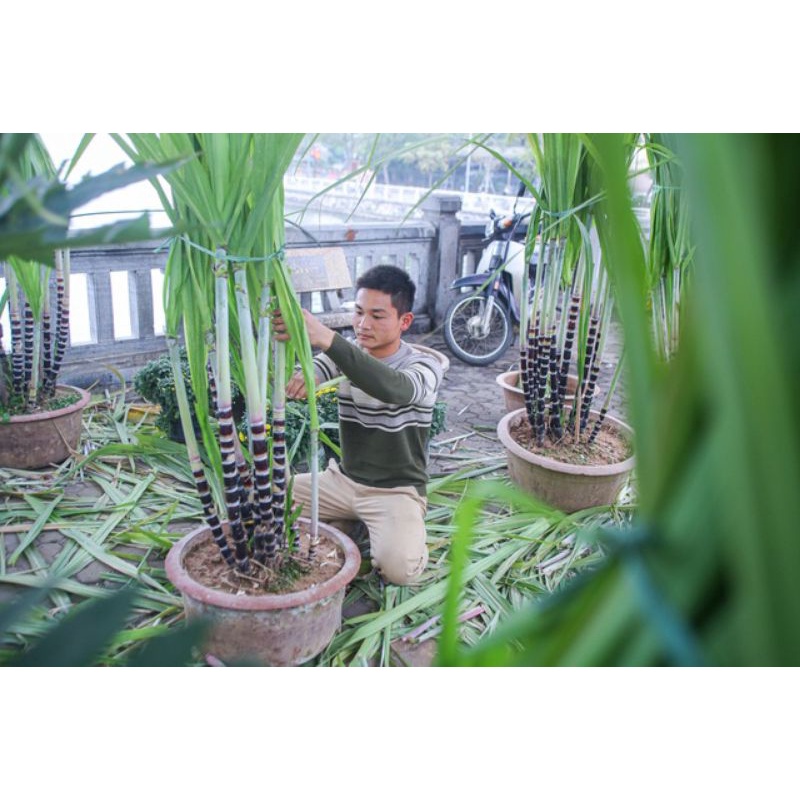 2 gốc mía tím giống