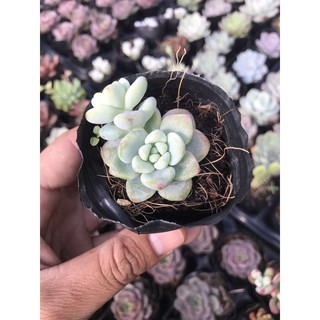 Sen đá sỏi thiên thanh bầu