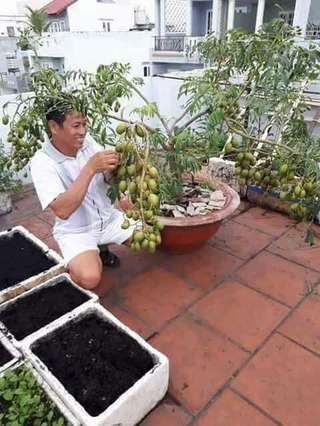 cây giống cóc lùn siêu sớm
