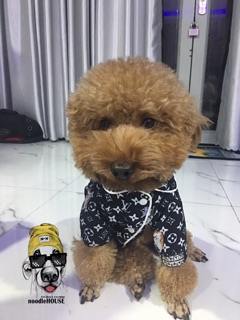 Pijama lụa LV dành cho chó mèo [QUẦN ÁO THÚ CƯNG]