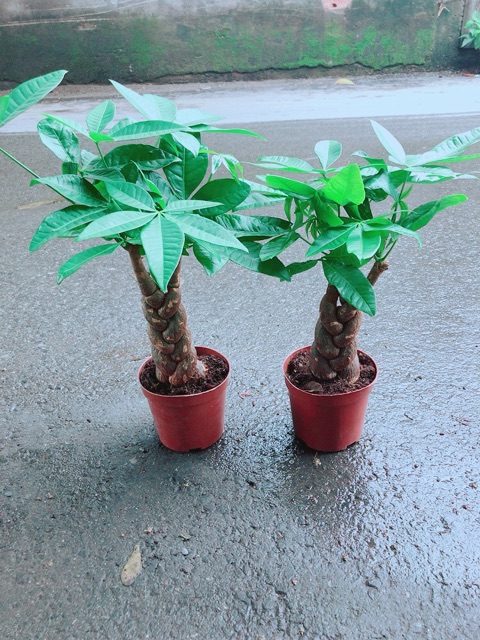 Kim Ngân Thắt Bính 3 Thân