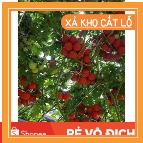 (SALE LỚN) 30H giống cà chua bạch tuộc quả to leo dàn nhập Mỹ