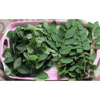Gói 0.2GR hạt giống Rau Bồ Ngót UY TÍN, GIÁ RẺ, CHẤT LƯỢNG BÀ CON AN TÂM ƯƠM MẦM