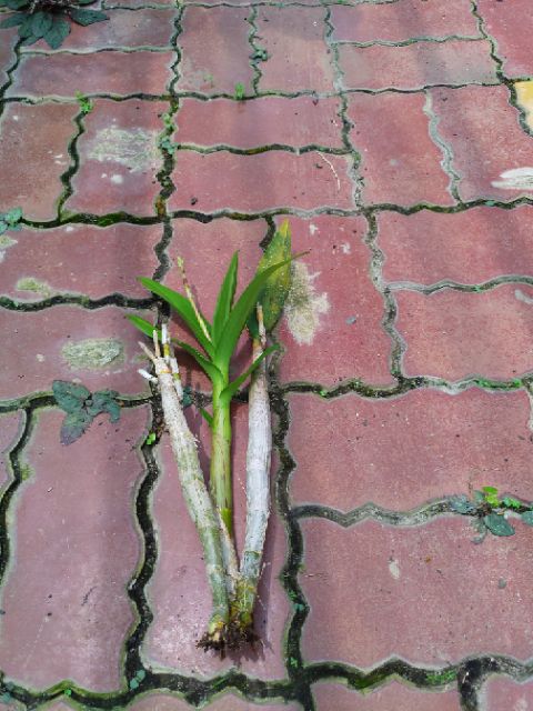 Hoa lan Dendro màu thanh lý ( Mua 20 tặng 2 )