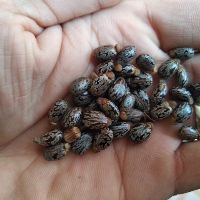 Cây thầu dầu tía giống