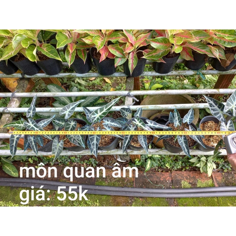 Cây môn sọc/ Môn quan âm