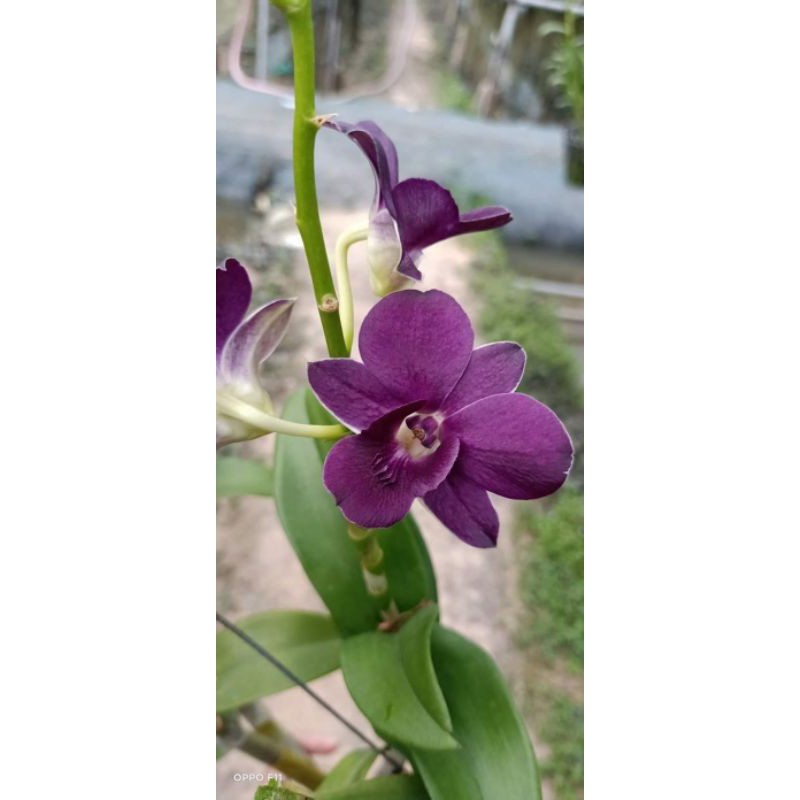 Hoa Lan Dendro màu đen ngọc trai cây tơ