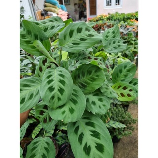 cây đuôi công Maranta leuconeura