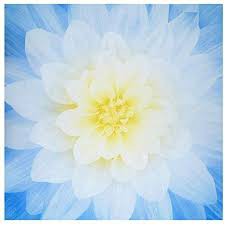 Panel thô Mỹ hoa Big Dream của Hoffman - Xanh da trời