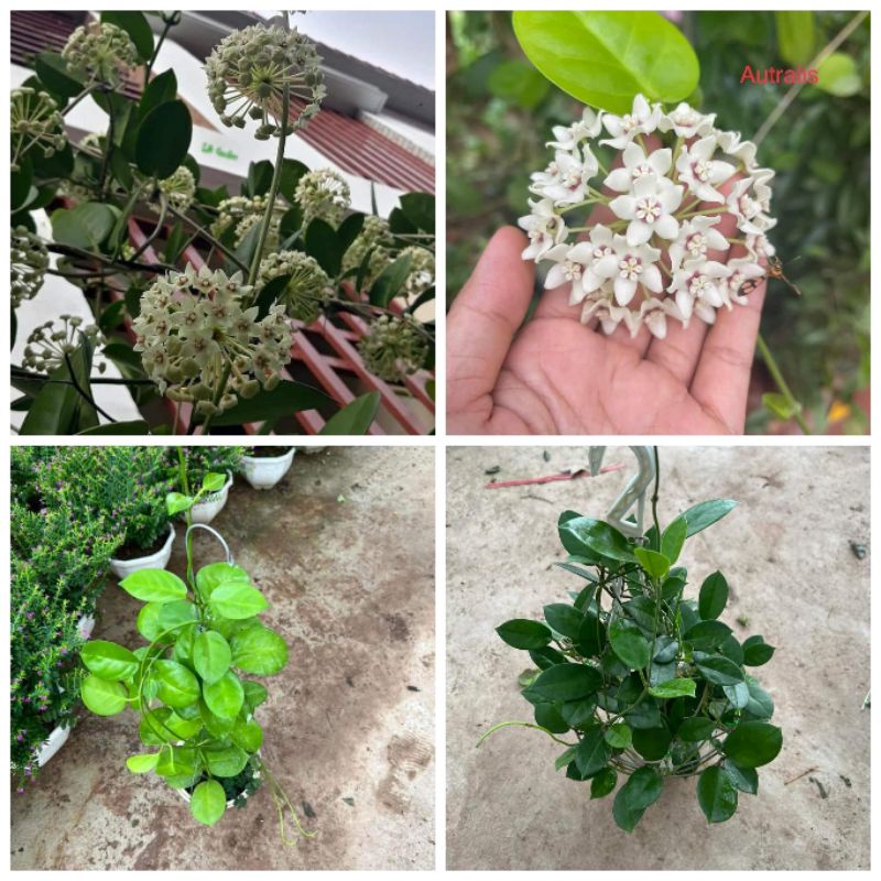 Cây hoa Cẩm Cù australis_giống leo rất khoẻ, sai hoa