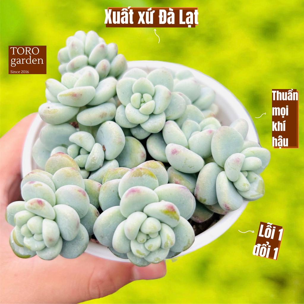 Sen đá sỏi thiên thanh Đà Lạt size trung bình 10 cm cây cảnh trang trí nhà cửa Toro garden