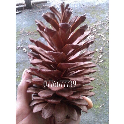 Quả thông tự nhiên trang trí cây Thông Giáng sinh