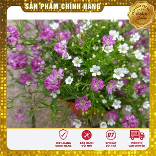 Bộ gói hạt giống Baby mix