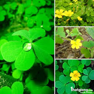 200 hạt giống cỏ ba lá