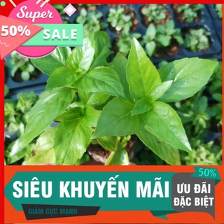 [Chuyên sỉ] Cây húng tây giống 8x8