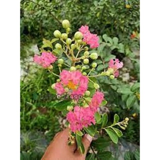 Cây Tường Vi - Cây cảnh sân vườn