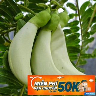 2g Hạt Giống Cây Bông So Đũa (C5.301| C51*W35) PHÚ ĐIỀN