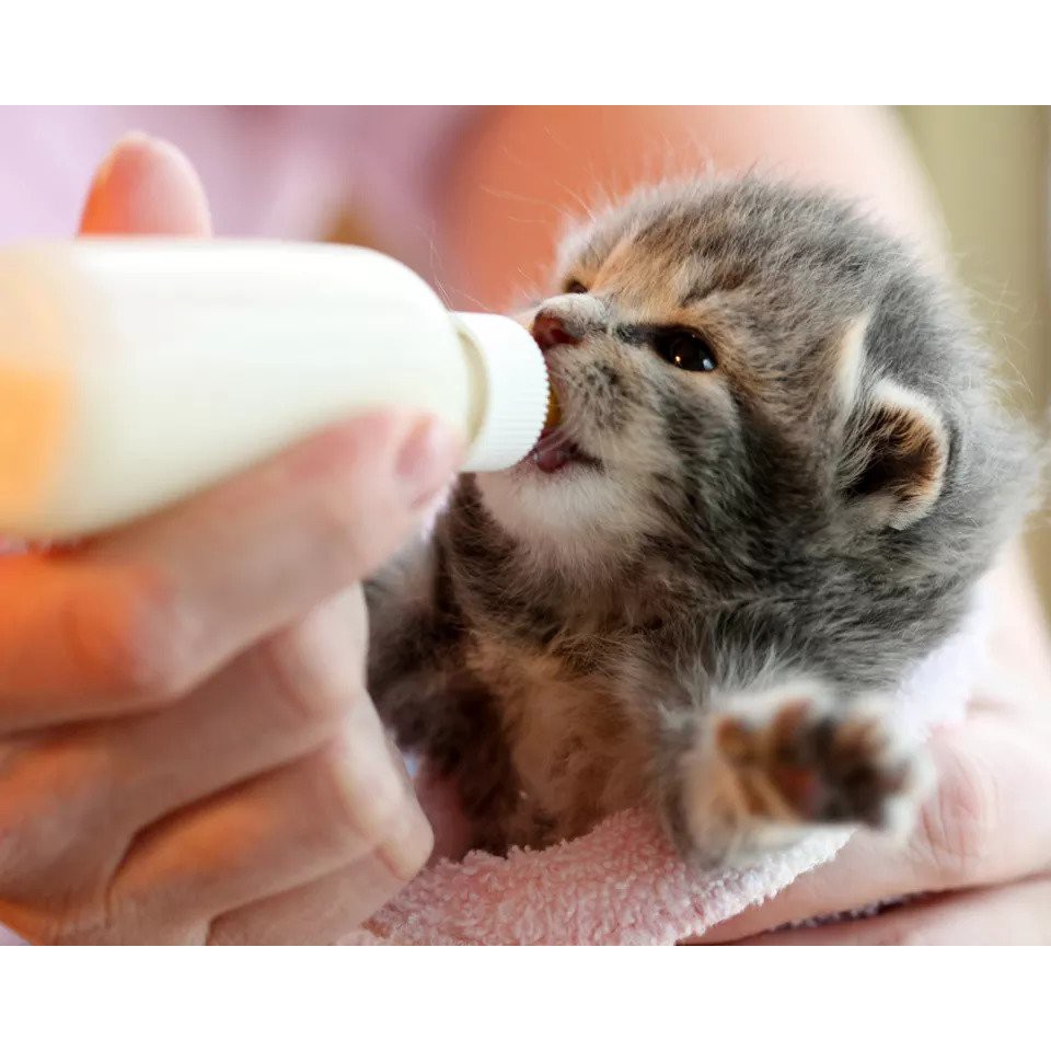 Sữa bột dinh dưỡng cho chó mèo Bio Milk - gói 100gr - Zimpet