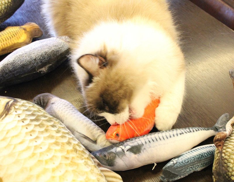 Mô hình chú cá giả đồ chơi dùng cho mèo độc đáo