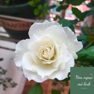 Hoa hồng shizuku rose – hoa hồng nhật trắng đẹp nhất-hoangoaimelinh