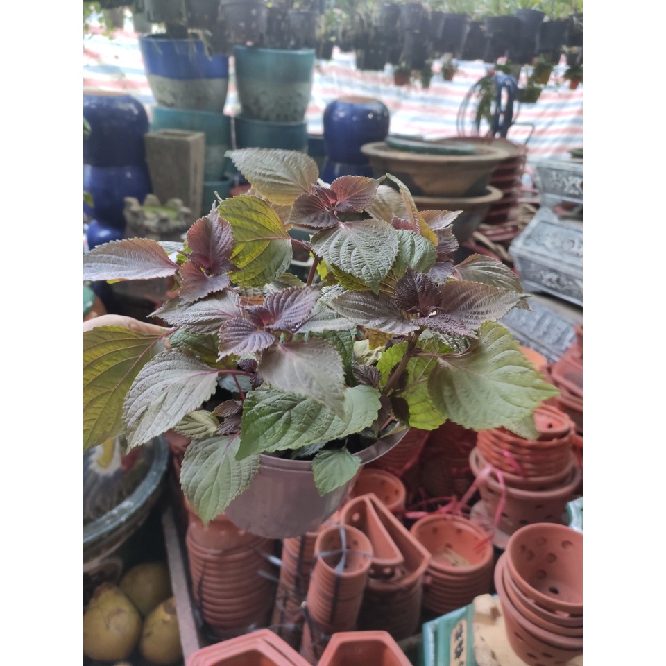 cây tía tô - rau tía tô trồng chậu -Perilla frutescens var. crispa