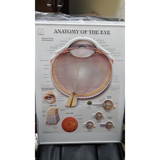 Tranh giải phẫu mắt chất liệu 3D