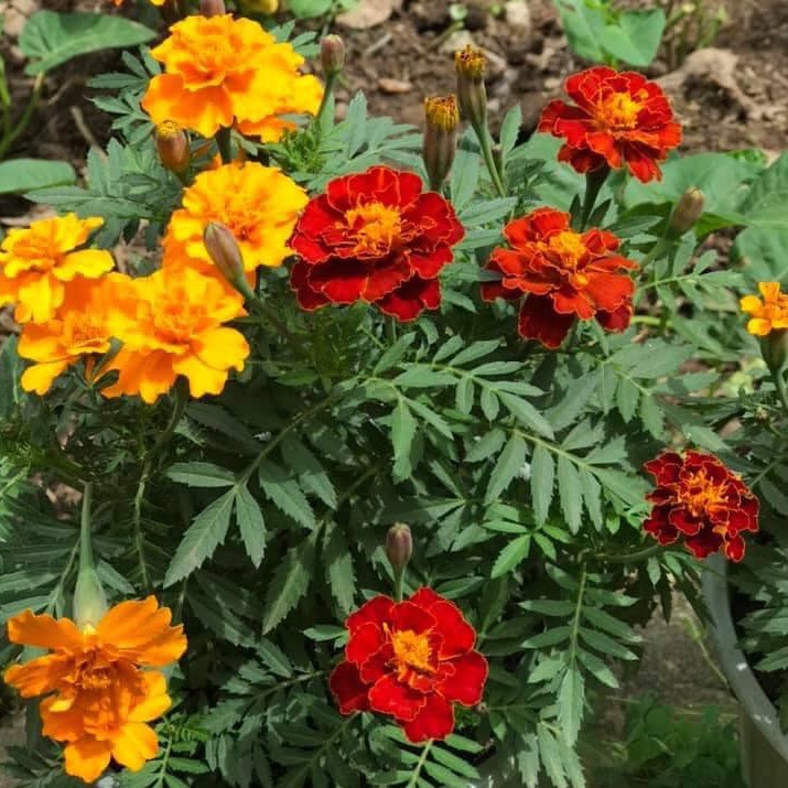 Hạt giống hoa vạn thọ (tặng kèm phân, gói 150 hạt)