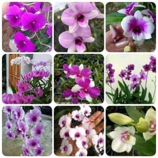 Denro mini chậu lớn đang nụ