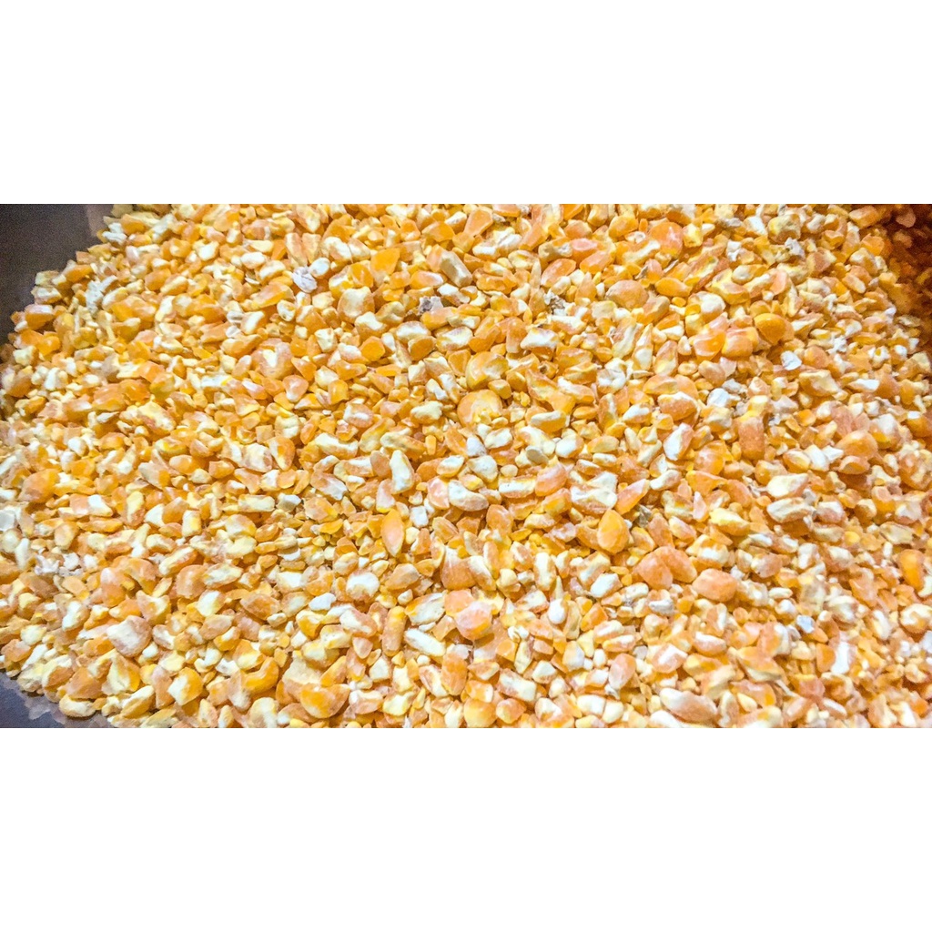 HẠT NGÔ - BẮP BỂ CHO HAMSTER, CHIM CẢNH, VẸT, BỒ CÂU, CU GÁY, GÀ, VỊT