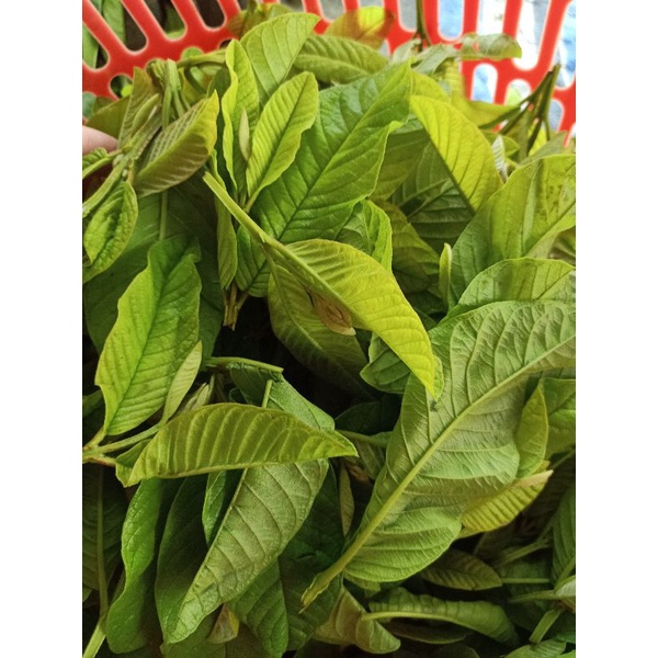 Trà búp ổi khô Nguyên cành non 150gr/gói